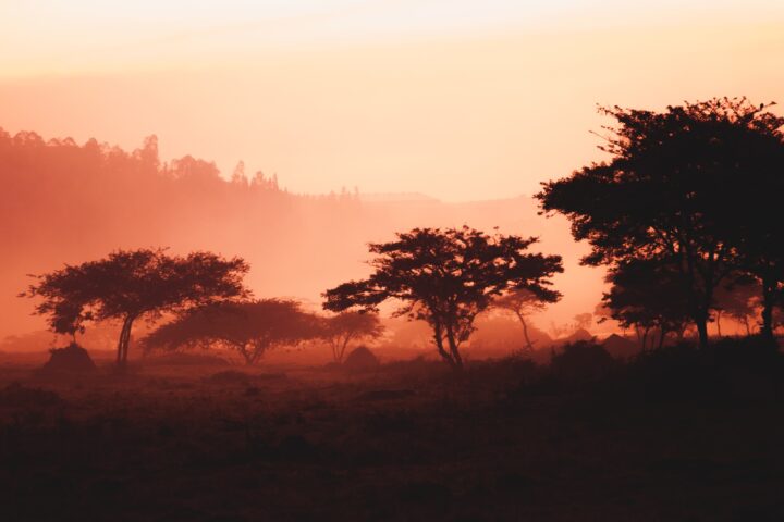 Sunrise in the savannah.