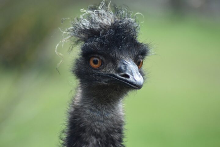 Up-close shot of an emu.
