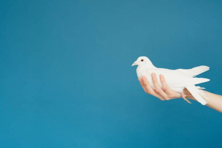 An illustration of a hand holding a white dove against a blue background.