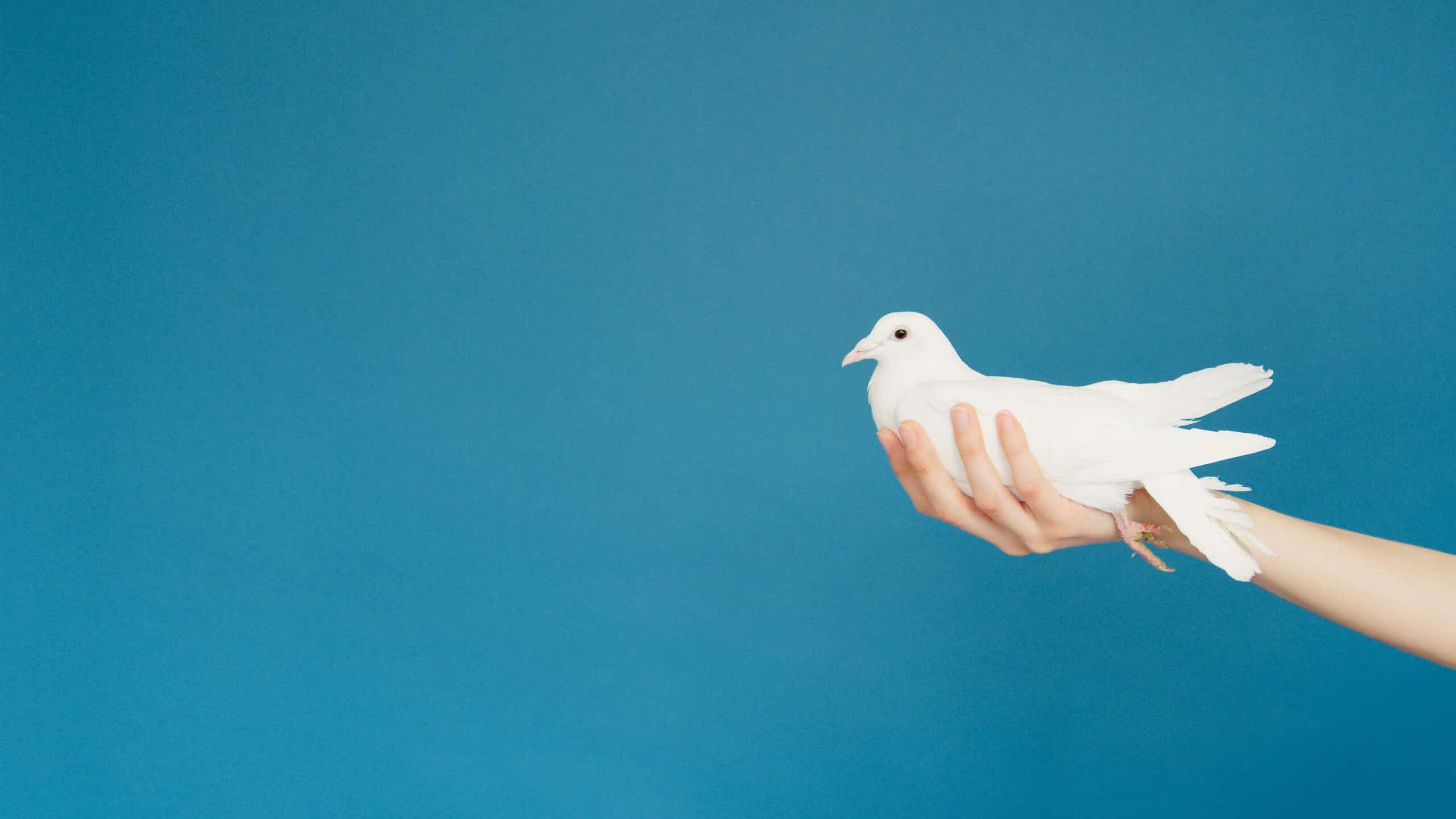 An illustration of a hand holding a white dove against a blue background.