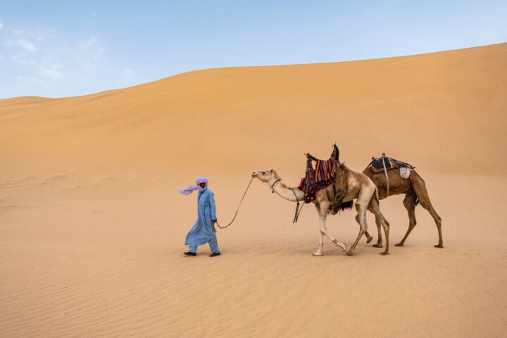 A man in traditional Saharan clothing walks his two camels across the desert.