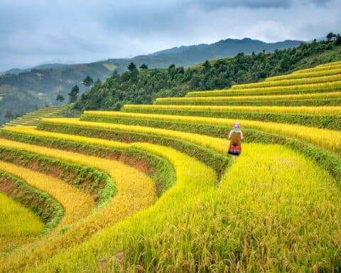 A woman with a woven basket on her back walks across a terraced rice field.