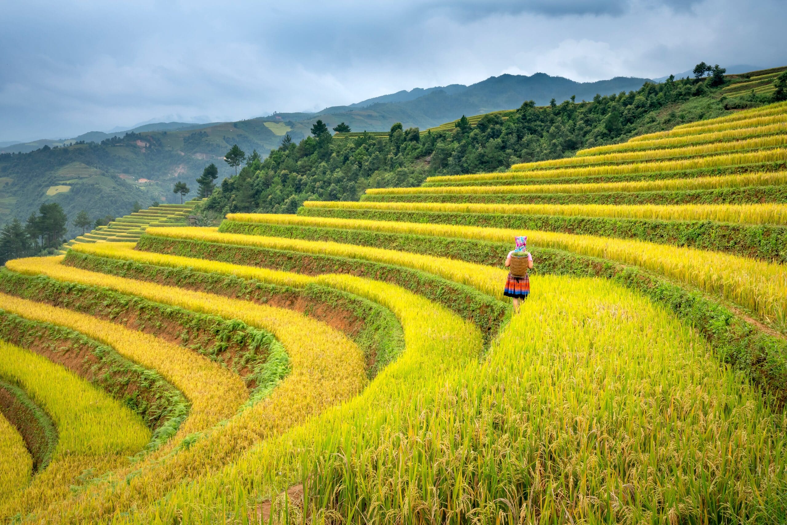 A woman with a woven basket on her back walks across a terraced rice field.