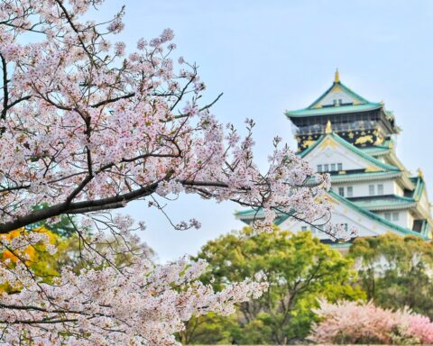 A close-up of a cherry tree blossoming, with a grand Japanese temple in the background.