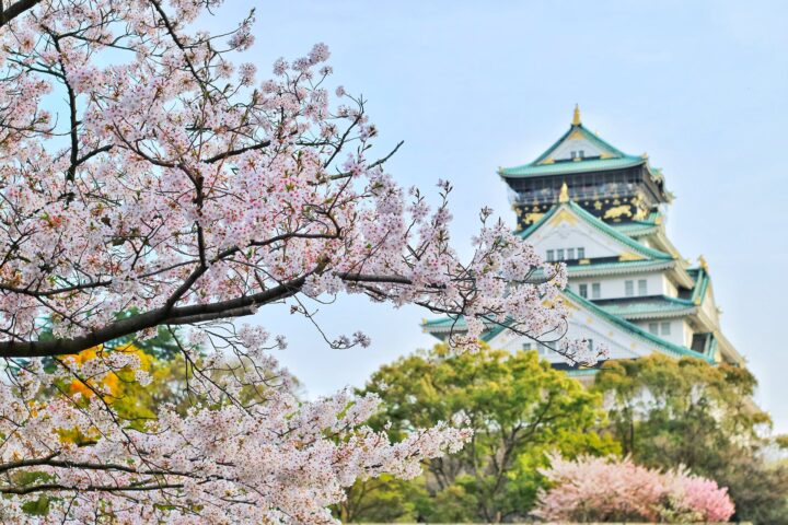A close-up of a cherry tree blossoming, with a grand Japanese temple in the background.