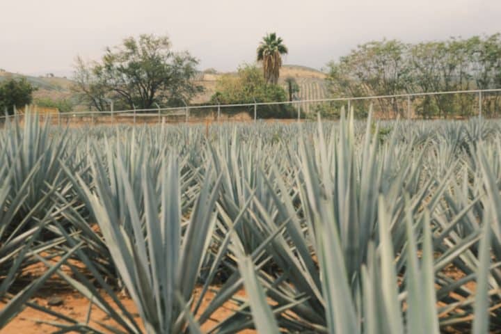 A field with tall spiky plants growing.