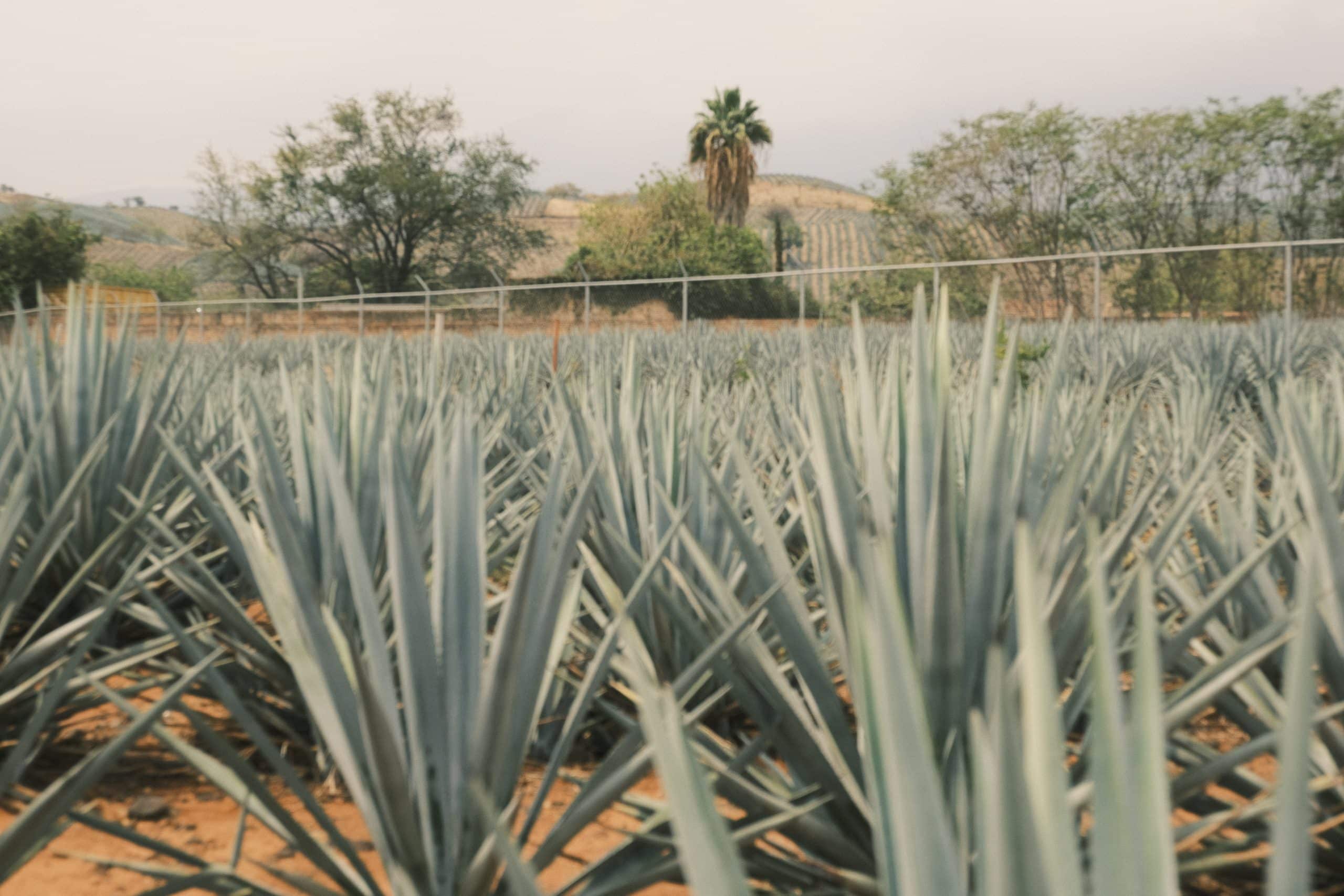 A field with tall spiky plants growing.