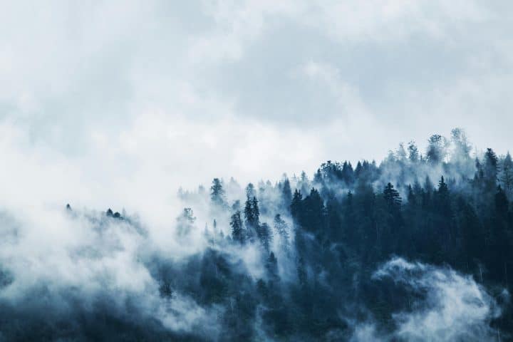 A forest of pine trees, obscured by fog.
